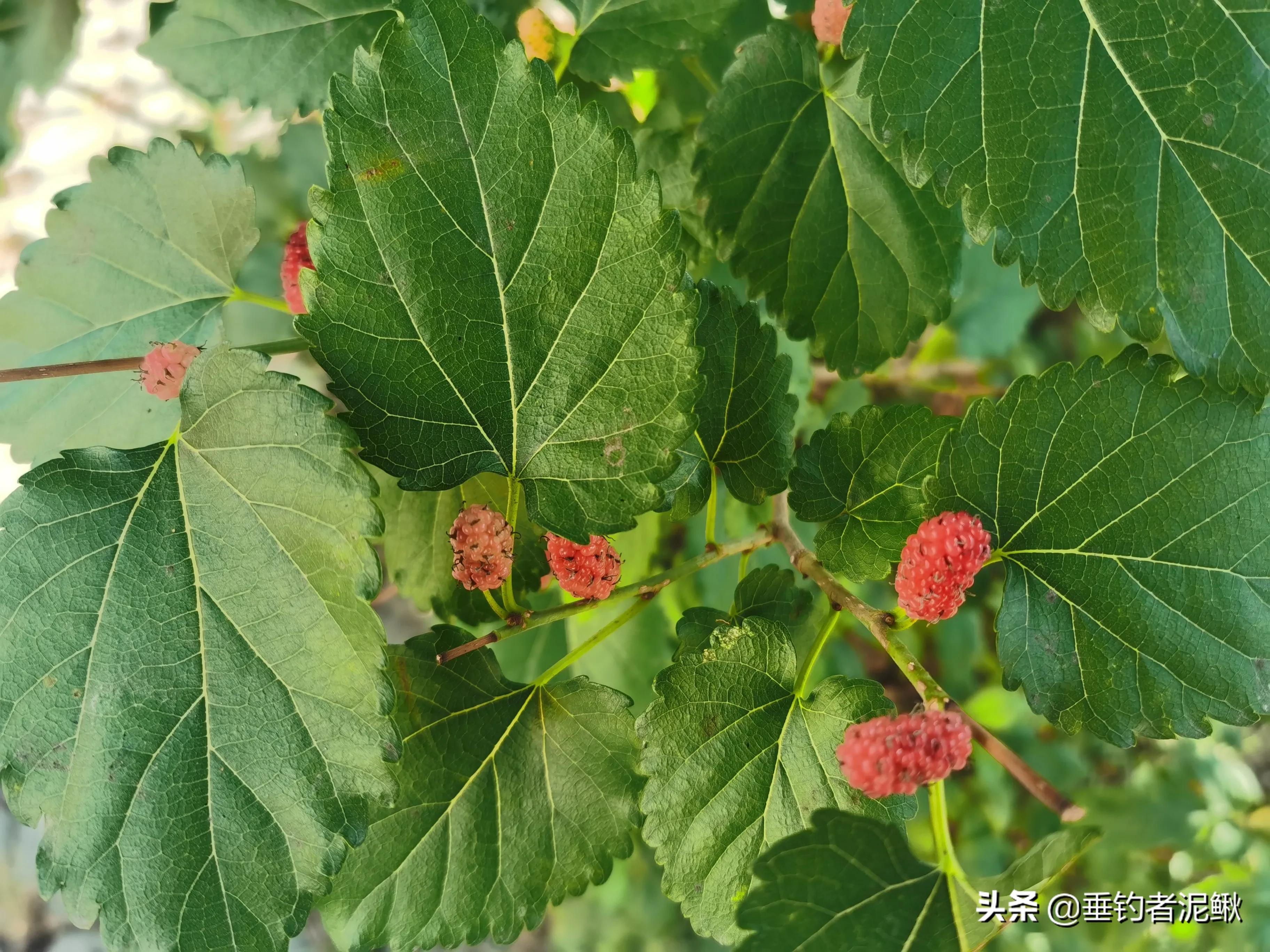 钓鱼竞技化:职业钓手年薪百万,业余爱好者何去何从? 钓鱼竞技化:职业钓手年薪百万,业余爱好者何去何从?
