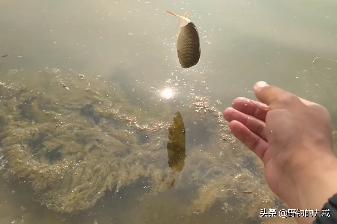 钓鱼竞技化:职业钓手年薪百万,业余爱好者何去何从? 钓鱼竞技化:职业钓手年薪百万,业余爱好者何去何从?