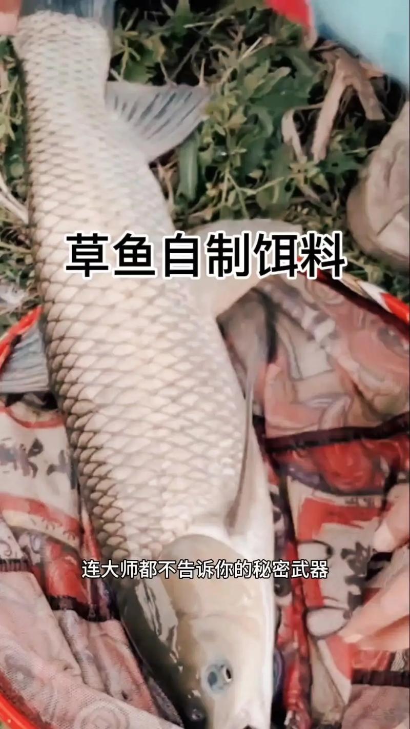 四川钓友爆护实录！水库狂拉 100 斤草鱼，用的竟是这款竿