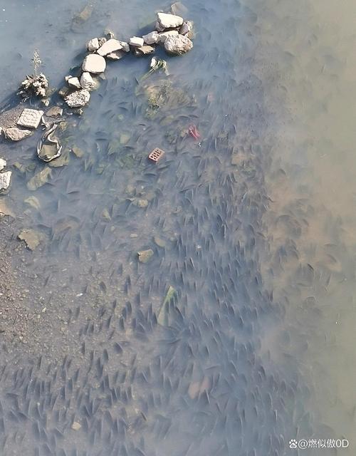 钓友钓到外星生物?透明鱼引热议,专家:基因突变