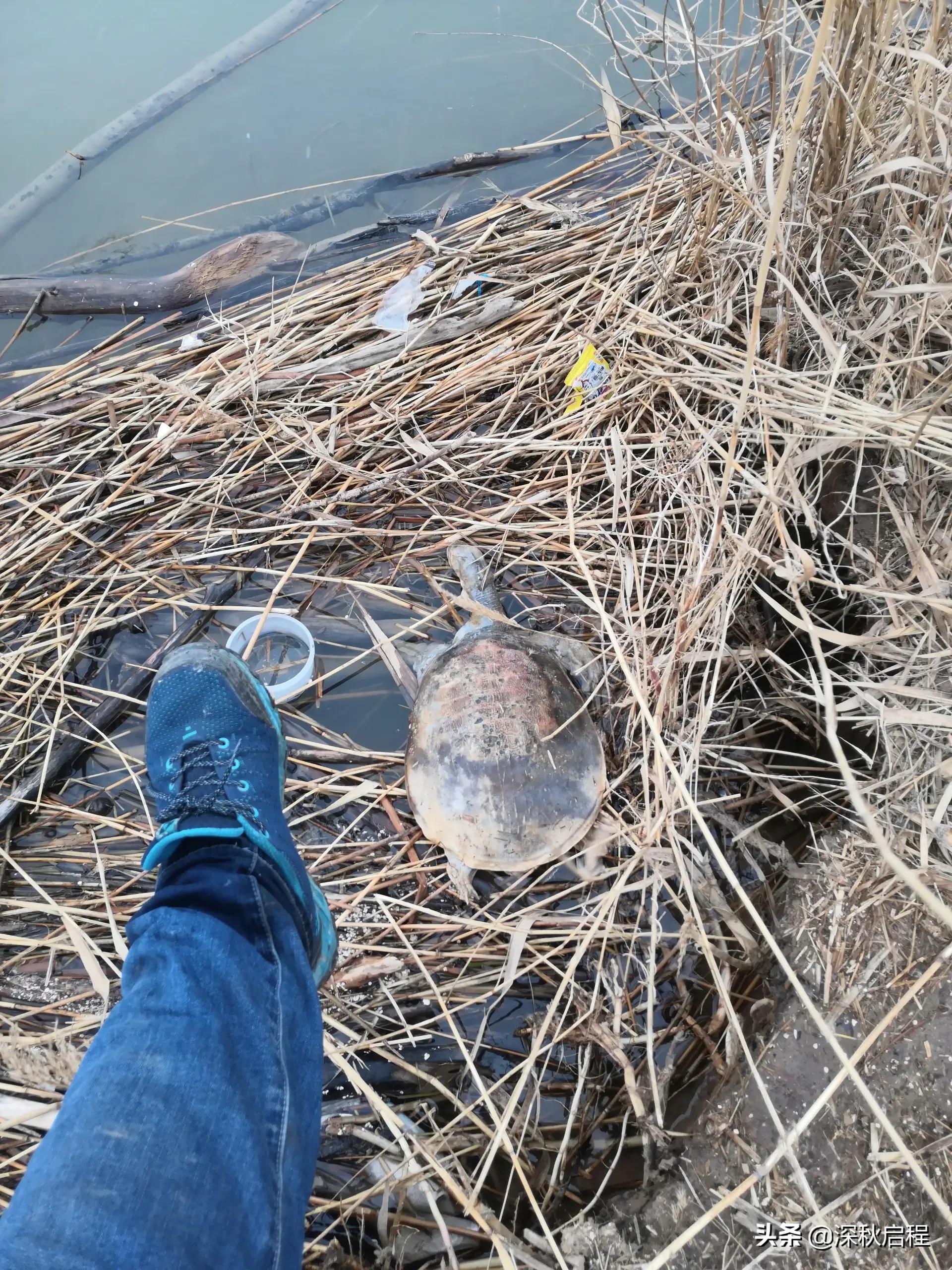 钓鱼直播伦理:为流量伪造渔获,诚信何在? 钓鱼直播伦理:为流量伪造渔获,诚信何在?