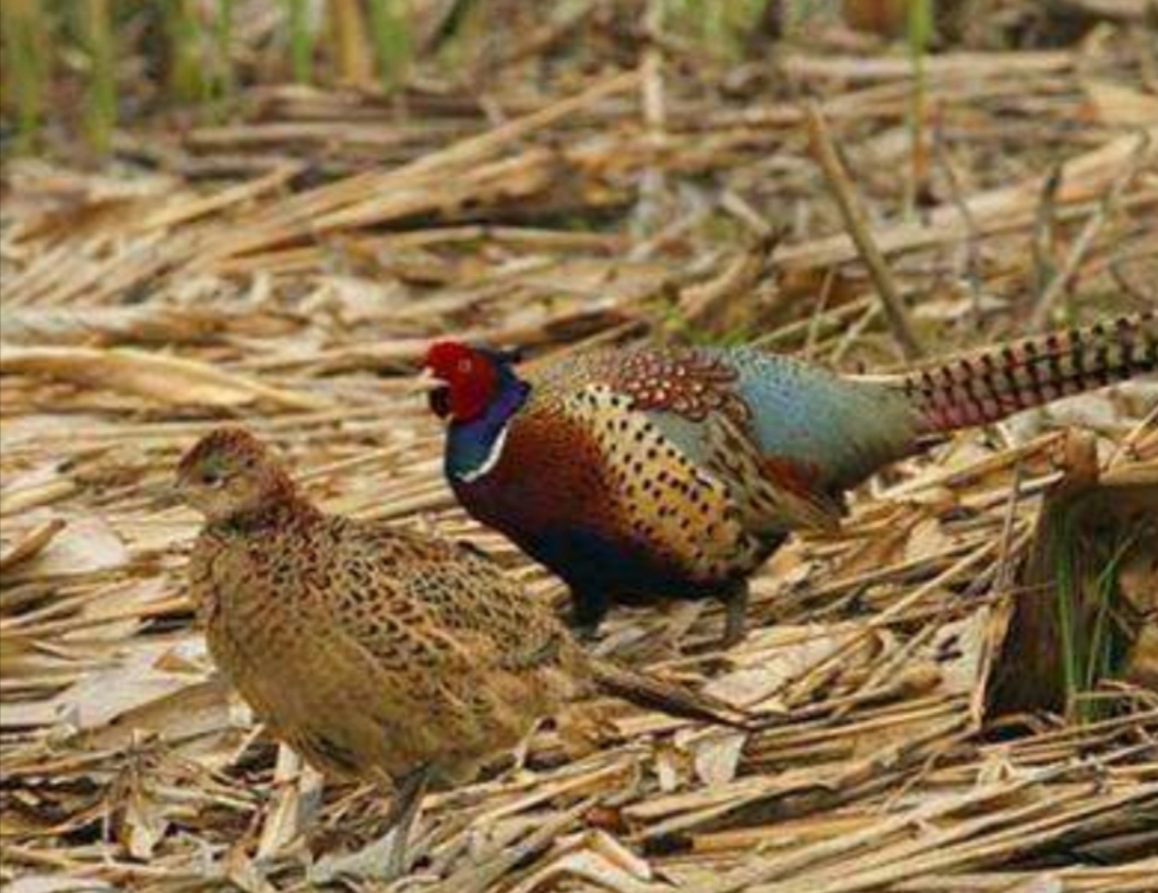 泥鳅钓法被禁!钓友:合法钓法为何背锅? 泥鳅钓法被禁!钓友:合法钓法为何背锅?