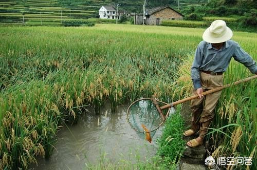 智能饵料配方:AI 算法推荐,专攻目标鱼种 智能饵料配方:AI 算法推荐,专攻目标鱼种
